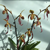 Paph. Lowii х Rothschildianum